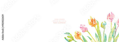水彩画。水彩タッチのチューリップ背景。チューリップの春背景ベクターイラスト。Watercolor painting. Watercolor tulip background. Spring background vector illustration of tulips.