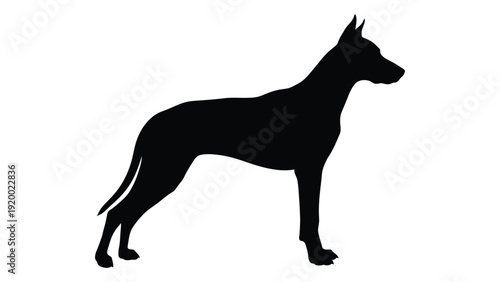 Silhouette of a sleek black dog standing on all fours against a white background isolated on white background, Vector