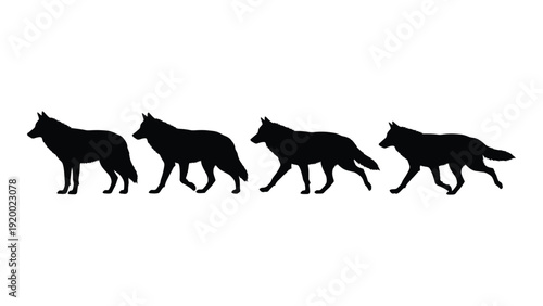 Four wolves walking in a straight line on a white background isolated on white background, Vector
