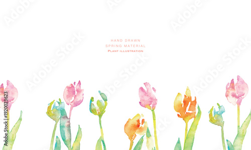 水彩画。水彩タッチのチューリップ背景。チューリップの春背景ベクターイラスト。Watercolor painting. Watercolor tulip background. Spring background vector illustration of tulips.