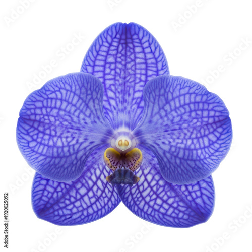 Close-up of a vibrant blue orchid with intricate white venation, isolated on Transparent Background