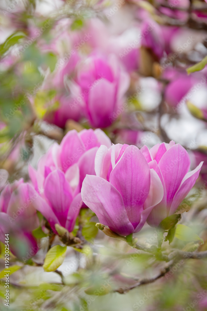 Obraz premium Magnolia Blossom in Springtime