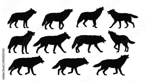 A diverse collection of wolves in various poses and positions isolated on white background, Vector