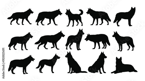Silhouettes of various wolves and dogs in different poses and positions isolated on white background, Vector