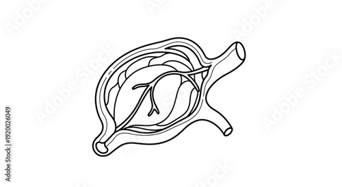 Illustration of Placenta and Umbilical Cord, Medical Diagram