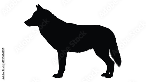 A silhouette of a wolf standing on all fours in a natural setting isolated on white background, Vector
