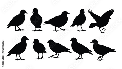 A group of nine black birds in various poses and positions. isolated on white background, Vector