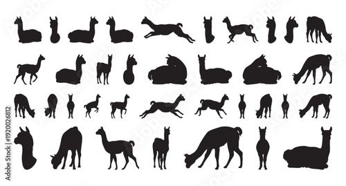 Alpaca profiles emphasize ecological conservation and habitat understanding. Depictions of alpacas represent ecological protection efforts and environmental preservation initiatives