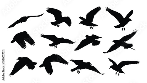 A flock of birds in flight against a white background isolated on white background, Vector