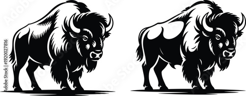 American bison buffalo illustration with detailed fur and horns, vintage wildlife mammal vector artwork isolated on white background