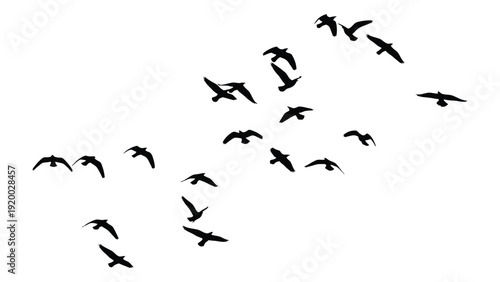A flock of birds flying in a dynamic and scattered formation isolated on white background, Vector