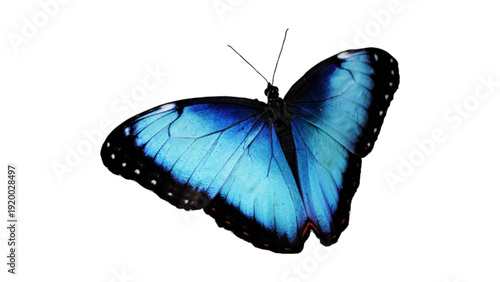 Blue Morpho Butterfly Isolated on White Background