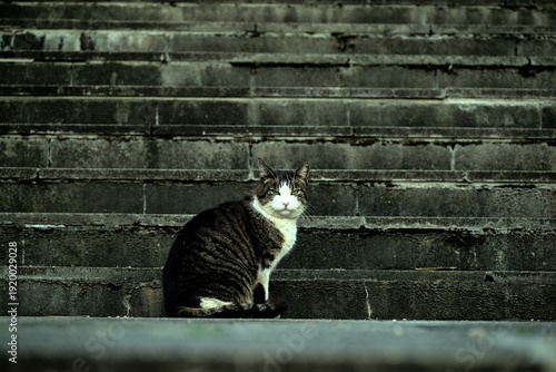 Photography 階段の前にちょこんと座る猫