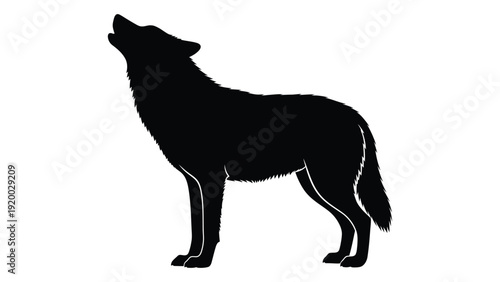 A black silhouette of a wolf howling at the moon on a white background isolated on white background, Vector