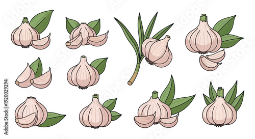 Garlic Bulbs and Cloves Collection: Fresh Ingredients for Cooking and Healthy Eating