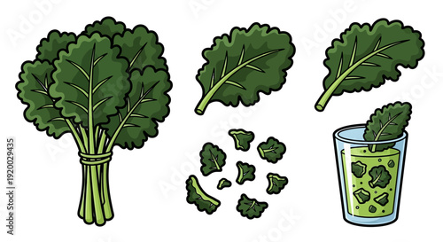 Fresh green kale collection with leafy bunch whole leaves chopped pieces and green juice smoothie vector illustration