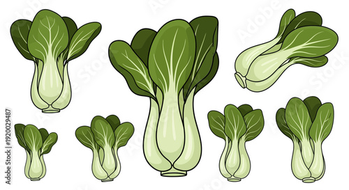 Fresh bok choy cabbage collection with whole and individual stalks vector illustration