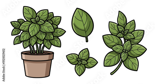 Fresh green basil plant in pot and individual leaves vector illustration collection