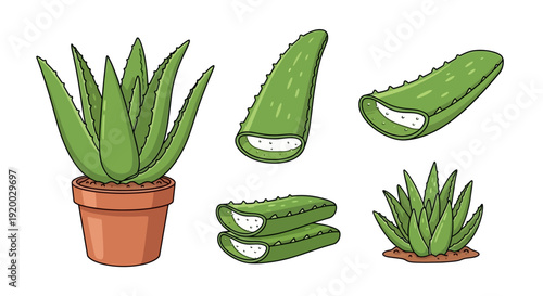Aloe vera plant in pot and sliced green leaves collection vector illustration