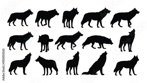 A collection of wolves in various poses and stances, depicted in black silhouettes. isolated on white background, Vector