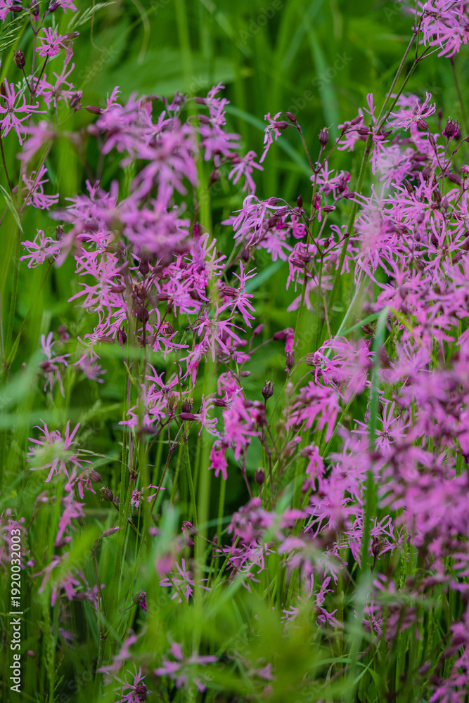 Obraz premium Lush green grass surrounds clusters of delicate pink wildflowers swaying in a gentle breeze