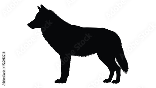 A majestic black wolf standing tall against a white background isolated on white background, Vector