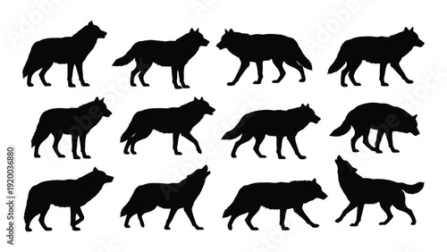 A collection of twelve black silhouette wolves in various poses and positions. isolated on white background, Vector