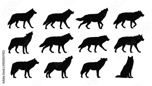 A collection of various wolf silhouettes in different poses and positions. isolated on white background, Vector