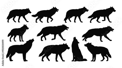 A collection of various wolf silhouettes in different poses and positions isolated on white background, Vector