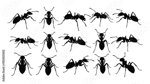 A diverse collection of various ant species showcasing their unique body structures and sizes. isolated on white background, Vector