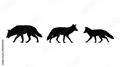 Three silhouettes of different canines walking, showcasing their distinct shapes and sizes. isolated on white background, Vector