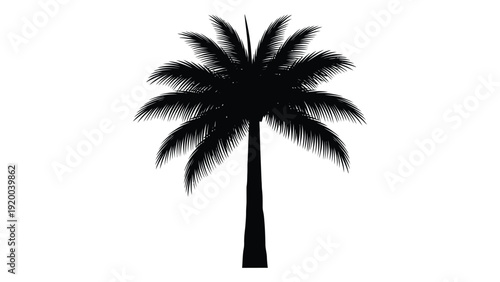 A solitary palm tree stands tall against a white background in a minimalist design. isolated on white background, Vector