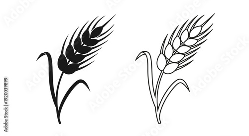 Wheat illustration: two wheat stalks, wheat ears, wheat plant, wheat drawing, wheat art Vector