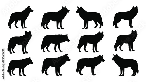 A collection of twelve black silhouette wolves in various poses and positions isolated on white background, Vector