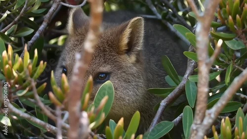 A small Quokka peeks with curiosity from within dense green bushes, camouflaged by the natural foliage.