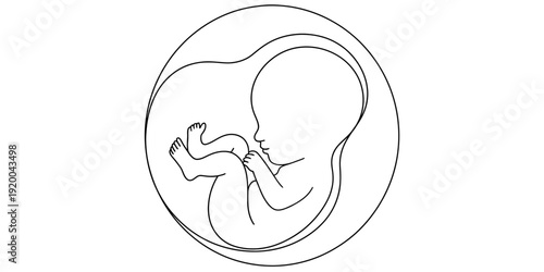 A simple line drawing depicts a fetus curled within a circular womb illustrating prenatal development and new life high-quality professional