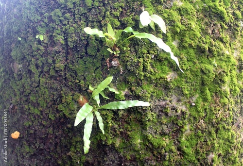 Old tree with green moss plants.
The surface of an old tree.