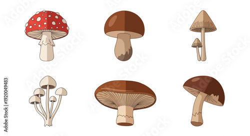Mushroom Collection: Assorted Fungi Illustrations with Variety of Shapes and Colors