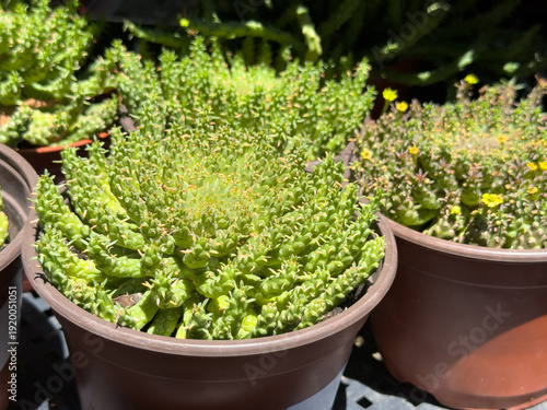Foto A view of several potted Transkei medusa's head plants, seen at the nursery