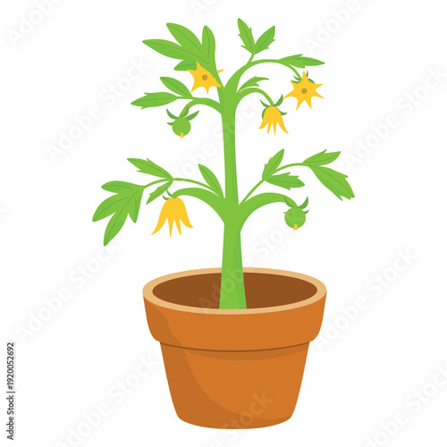 Potted Fruit Plant, Indoor Garden Illustration. Tomato Pot Vector, Homegrown Plant Illustration. Kitchen Garden Clipart