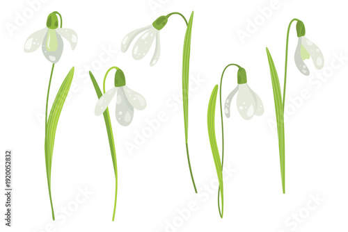 Snowdrop Flowers and Sprigs Set, Thin Stems Vector, Snowdrop Art, Snowdrop Stems, Minimal Floral Elements for Design