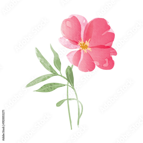 watercolor leaf and flower. Botanical illustration minimal style
