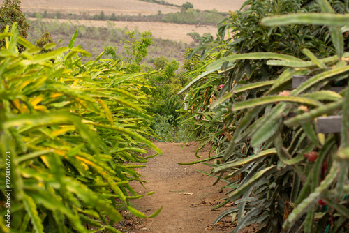 A view looking down a row of dragon fruit plants, seen in Fallbrook, California.