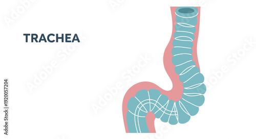Human Trachea Anatomy Illustration with Detailed Structure.