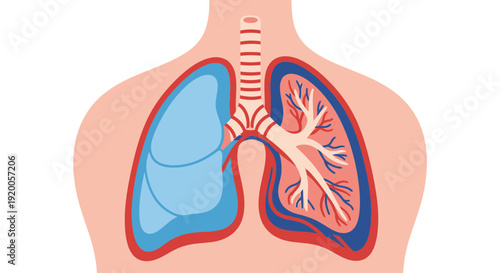 Human lungs anatomy illustration showing trachea and bronchi.