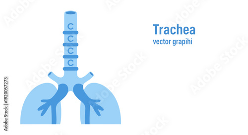 Human Respiratory System Diagram with Trachea and Lungs.