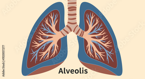 Human lungs anatomy with alveoli illustration for medical education.