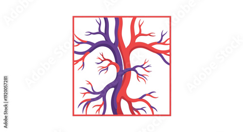 Human Circulatory System Illustration of Arteries and Veins.