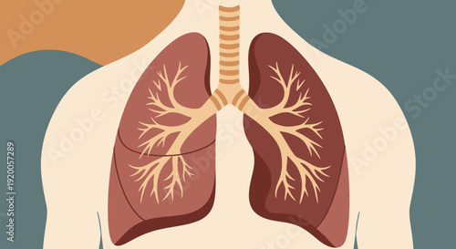 Human lungs anatomy illustration with trachea and bronchi.