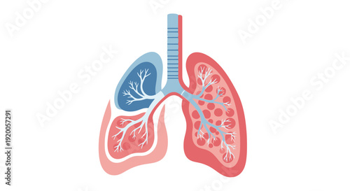 Human lungs anatomy illustration with trachea and bronchi.